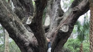 You need a person to stand next to the live oak at Lake Griffin State Park to see how giant it is. (Photo: Bonnie Gross)