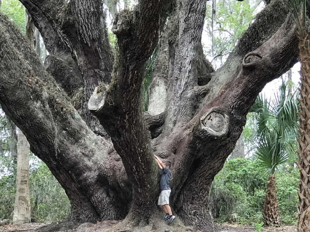 You need a person to stand next to the live oak at Lake Griffin State Park to see how giant it is. (Photo: Bonnie Gross)