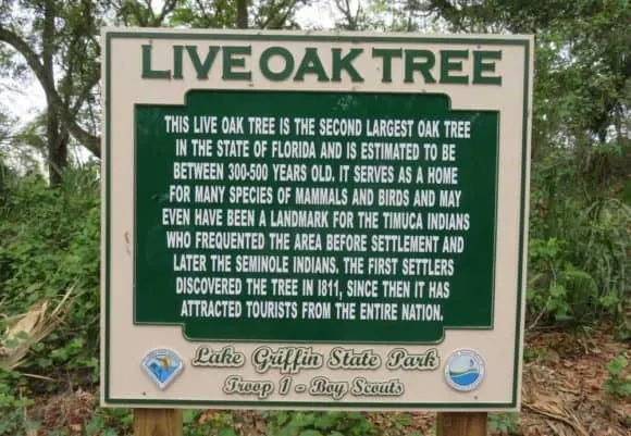 lake griffin state park lake griffin live oak Stop at little known Lake Griffin State Park for a famous tree and more
