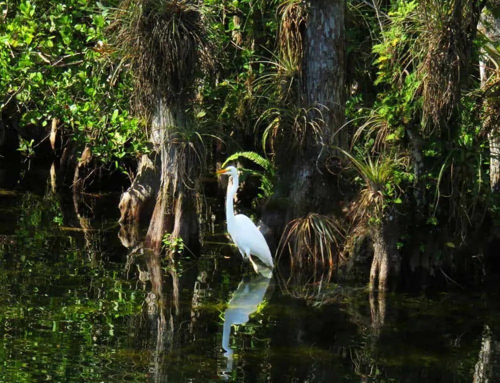 Nearby Big Cypress National Wildlife Refuge offers impressive birding and wildlife viewing. (Photo: Bonnie Gross) 