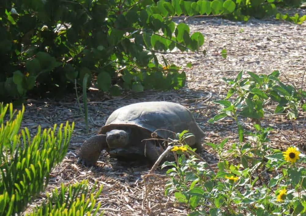 It's easy to spot gopher tortoises at Bowditch Point Park in Fort Myers Beach. (Photo: Bonnie Gross)