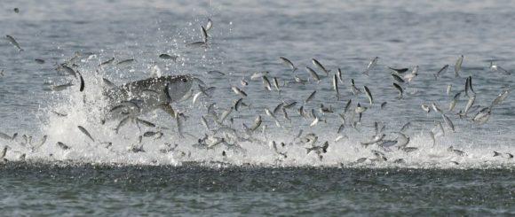 Tarpon feeds on mullet off Palm Beach County's beaches. (Photo by Jerry Lower/The Coastal Star)