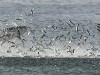 Tarpon feeds on mullet off Palm Beach County's beaches. (Photo by Jerry Lower/The Coastal Star)