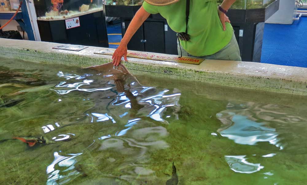 At the Gulf Specimen Marine Laboratory, we loved the friendly stingray, who extends his wing out of the water and which you are allowed to touch. (Photo: David Blasco)