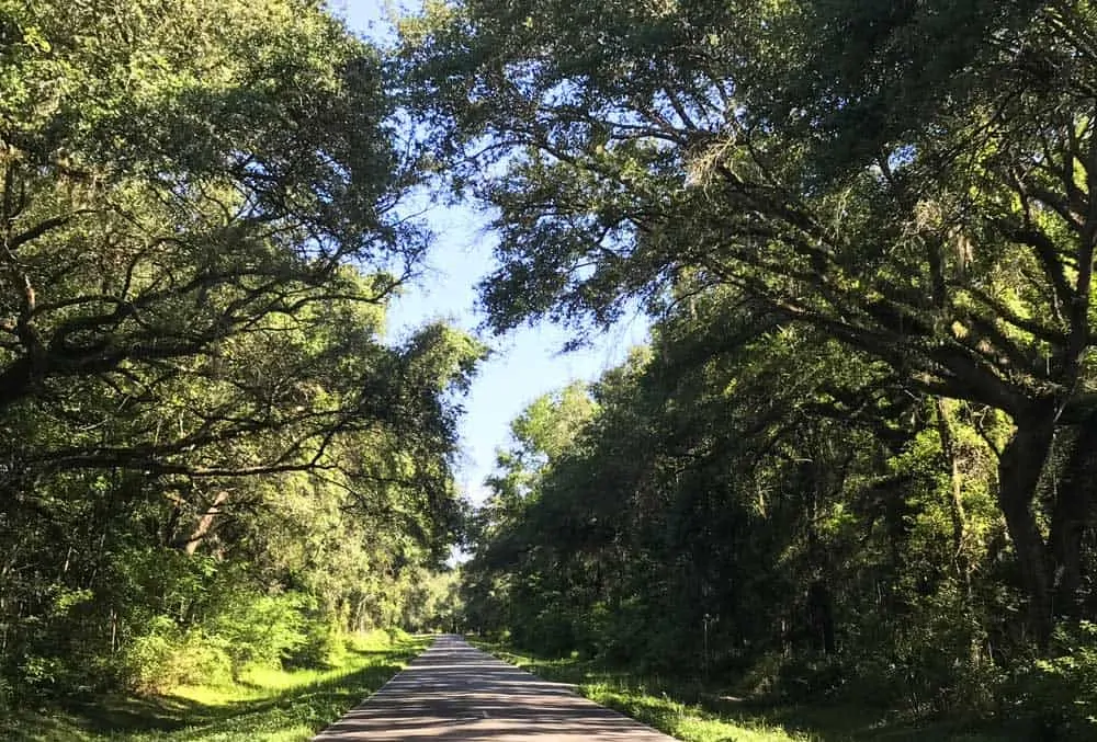 The roads in northwest Florida  around Lafayette Blue Springs State Park have little traffic and are very scenic. (Photo: Bonnie Gross)