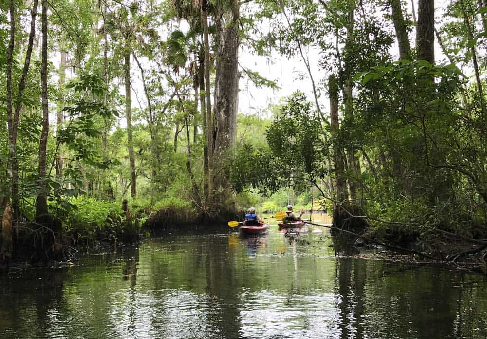 Kayaking on Wakulla River below the famous springs. (Photo: Bonnie Gross)