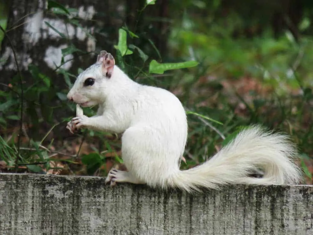 Sixty years ago, the owner of a historic inn brought in a small population of white squirrels. These squirrels – leucistic not albinos – thrived and today can be seen in and around Ochlockonee River State Park. (Photo: Bonnie Gross)