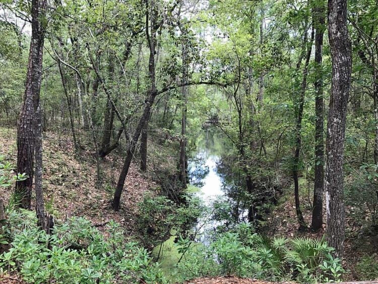 O'Leno State Park: Vanishing river, scenic trails & spacious, wooded campground 1 Lake Ogden in O'Leno State Park, High Springs