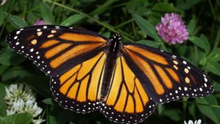 Monarch butterfly by Kenneth Dwain Harrelson