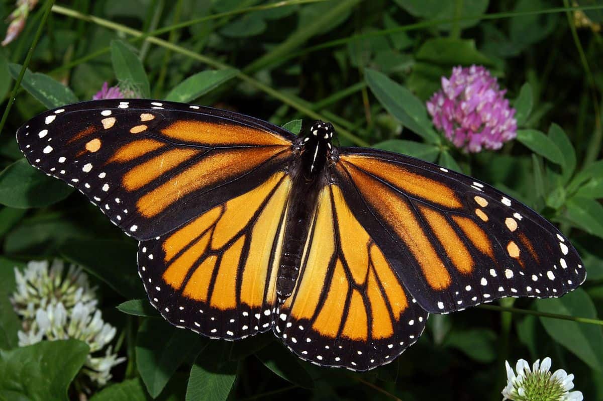 Monarch butterfly by Kenneth Dwain Harrelson