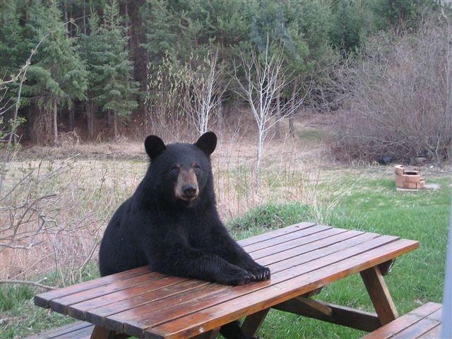 bears bear picnic Camping with bears