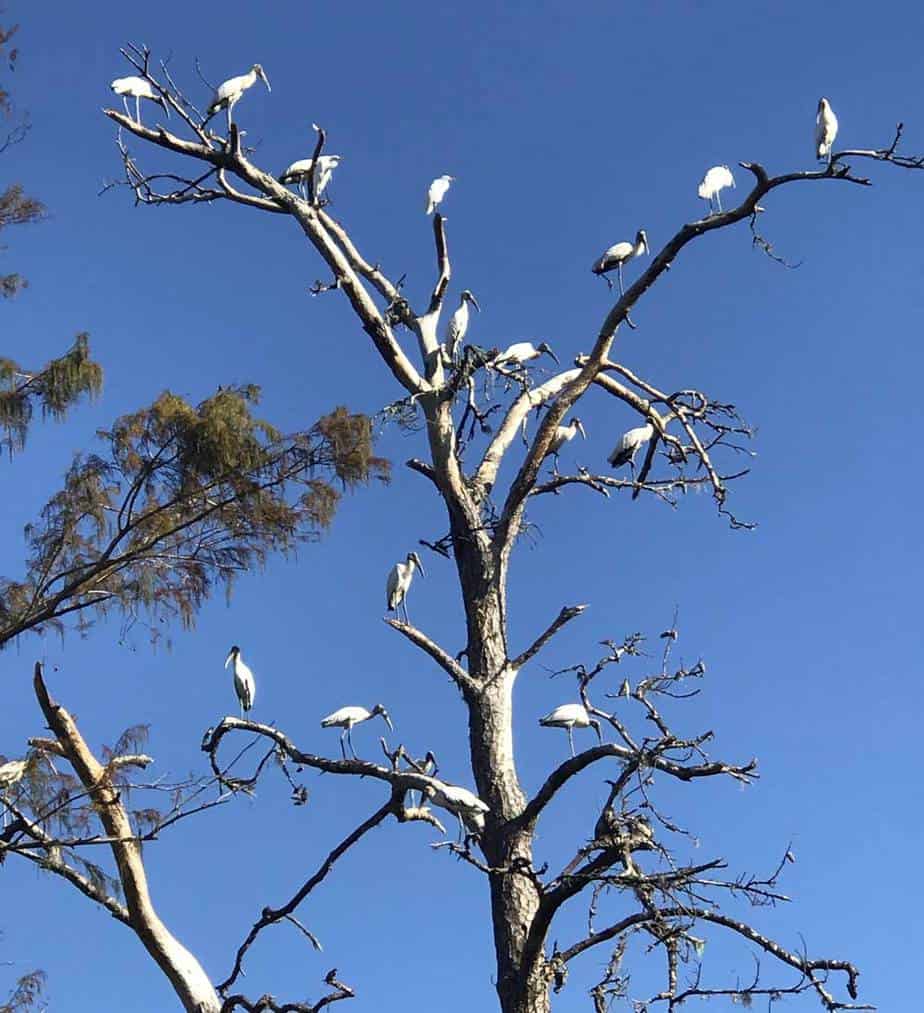 Woodstorks along the Withlacoochee River near Dunnellon. (Photo: Bonnie Gross)
