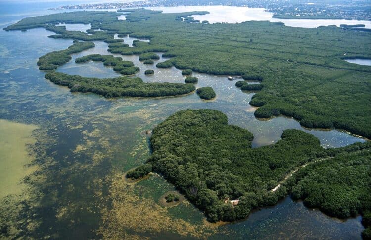 5 favorite places to paddleboard in Tampa Bay area 3 weedon island