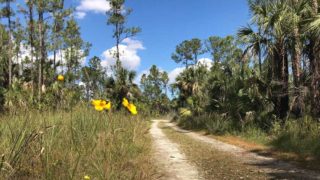 Where the Florida Trail crosses Alligator Alley, you can start a hike into the Everglades. (Photo: Bonnie Gross)
