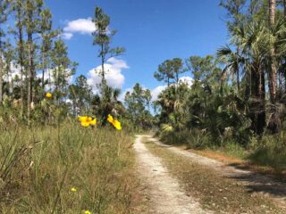 Where the Florida Trail crosses Alligator Alley, you can start a hike into the Everglades. (Photo: Bonnie Gross)