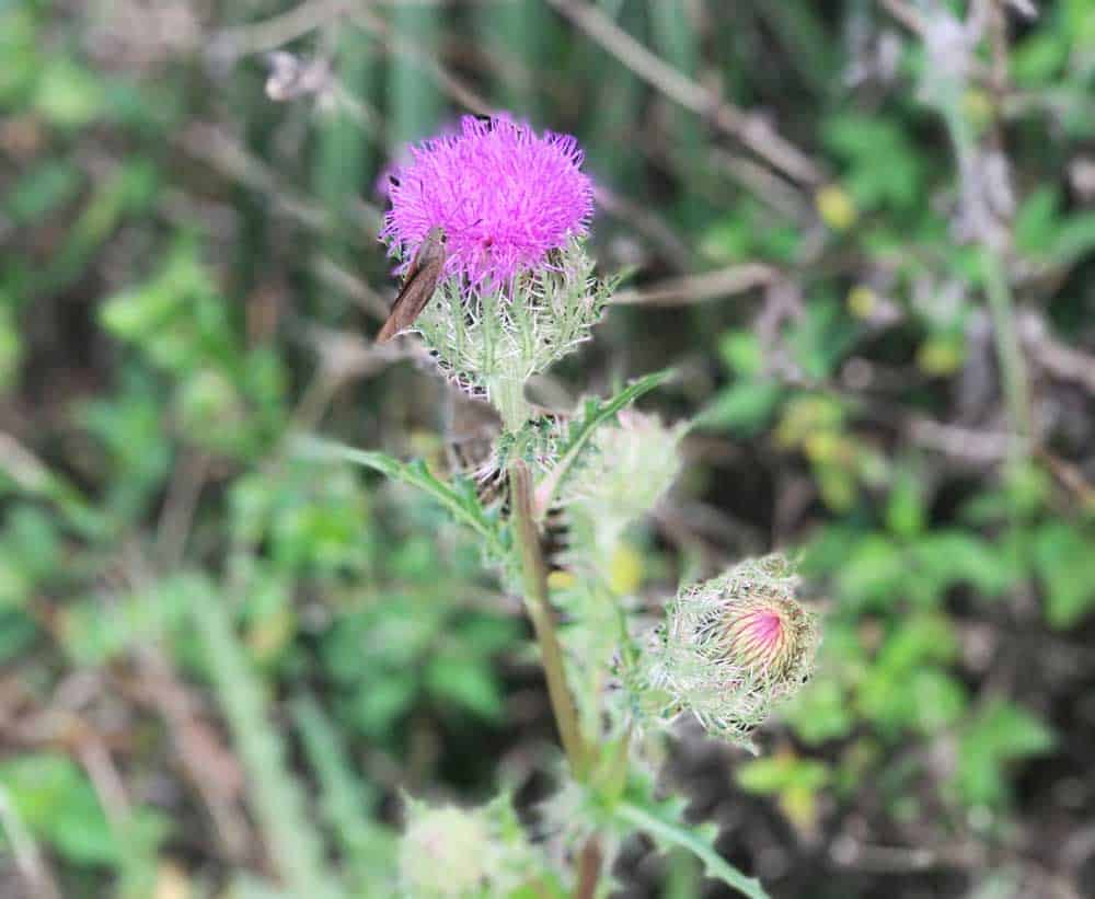 Thistle was one of many wildflowers along the Everglades hiking trail off Alligator Alley through Big Cypress (Photo: Bonnie Gross)