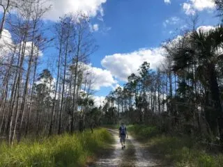 Hiker along Florida Trail off Alligator Alley. (Photo: Bonnie Gross)