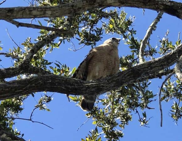 A hawk screeched from a branch just above me at the Alligator Alley rest stop at MM 35. (Photo: Bonnie Gross)