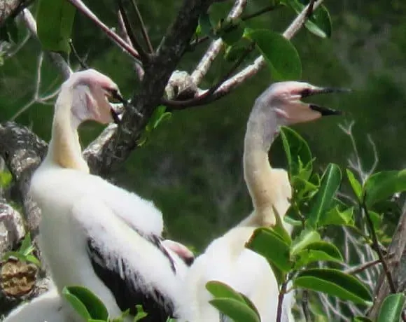 Anhinga chicks at Everglades National Park. (Photo: David Blasco)