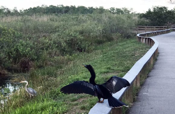 An anhinga and great blue heron along the Anhinga Trail at Royal Palm in Everglades National Park. (Photo: Bonnie Gross)