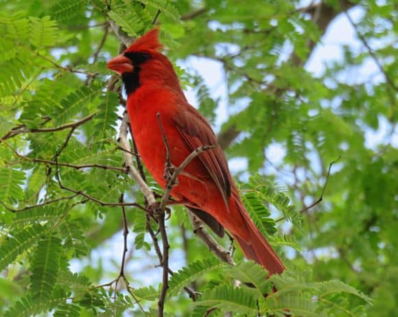 Cardinal at Everglades National Park. (Photo: Bonnie Gross)