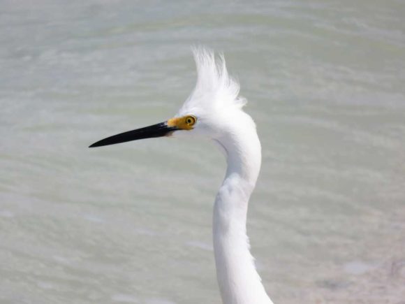 Things to do in Marco Island: Birding is excellent. Birds abound at Tigertail Beach. 