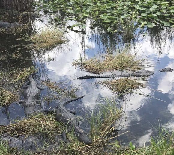 Alligators along Anninga Trail at Everglades National Park. (Photo: Bonnie Gross)