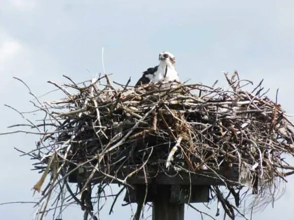 Osprey nest visible from lookout tower at Tigertail Beach, Marco Island. (Photo: David Blasco)