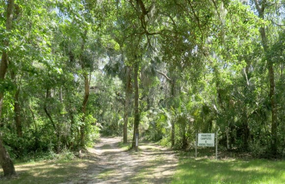 Trail to primitive campsites at Alderman's Ford Park.