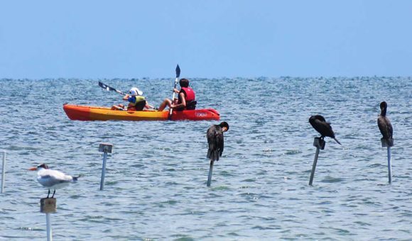 Birds on pilings. Kayaking to Indian Key Historic State Park off Islamorada