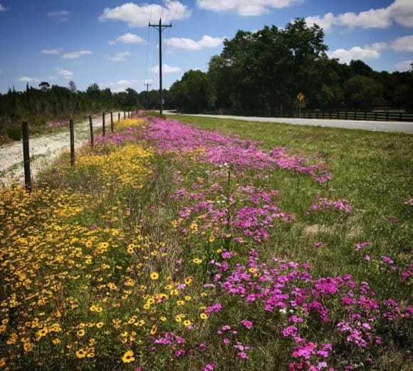 Wildflowers bloom along the highway in Columbia County, Florida, near the Santa Fe River. (Photo: Bonnie Gross)