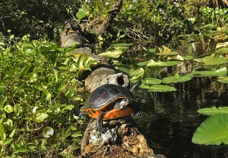 We loved the wildlife aat Alexander Springs in Ocala National Forest, including so many turtles. (Photo; Bonnie Gross)