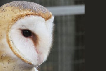 shangri-la springs barnowl2 Busch Wildlife Sanctuary, Jupiter: Florida wildlife in a free park-like setting