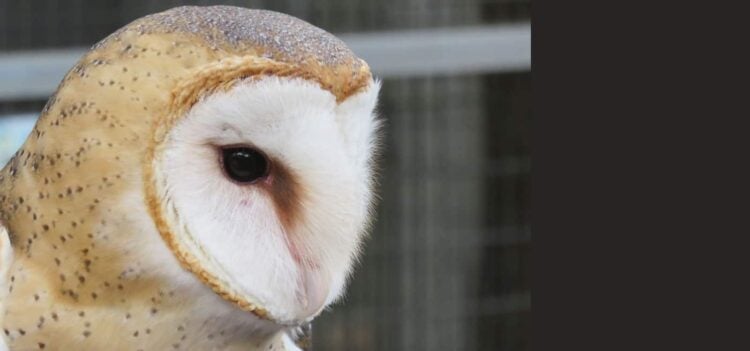 Busch Wildlife Sanctuary barnowl2 Busch Wildlife Sanctuary, Jupiter: Florida wildlife in a free park-like setting
