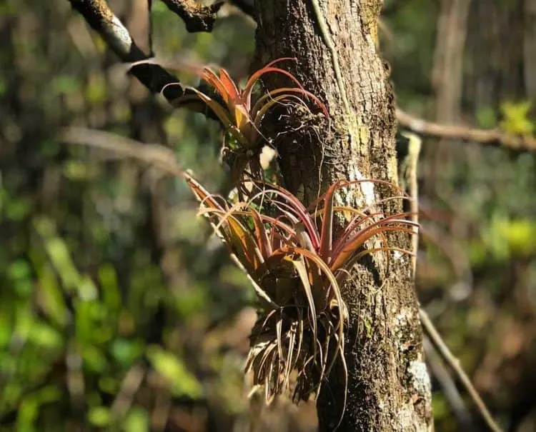 The Fakahatchee is the spot enthusiasts go to see wild orchids, bromeliads and air plants. (Photo: Bonnie Gross)