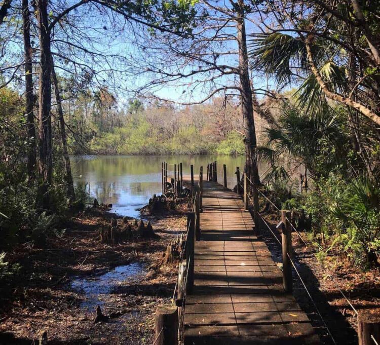 One hiking trail in Fakahatchee Strand takes you to this spot -- the boardwalk next to the "Fakahatchee Hilton." (Photo: Bonnie Gross)