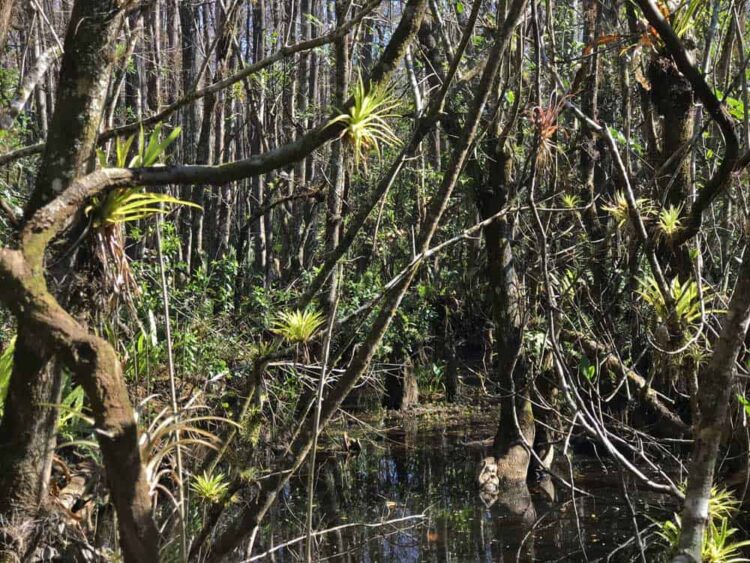 Fakahatchee Strand has miles of hiking, trails, including dry, easy-to-walk trails through a vast and beautiful cypress forest filled with air plants and wild orchids. (Photo: Bonnie Gross)