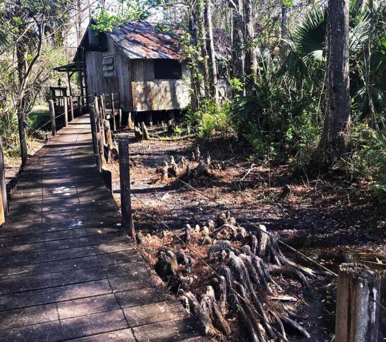 An easy two-mile stroll down East Main Trail takes you to a private cabin that makes a great turn-around destination. Its a small, rustic building of old wood and corrugated metal with a sign at the front door proudly identifying it as the Fakahatchee Hilton. (Photo: Bonnie Gross)