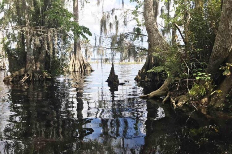 Shoreline of Blue Cypress Lake. (Photo: Bonnie Gross)