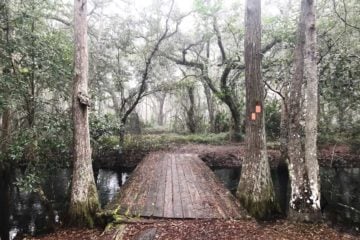 The bridge over Big Creek at Lake Louisa State Park in Clermont. (Photo: Bonnie Gross)