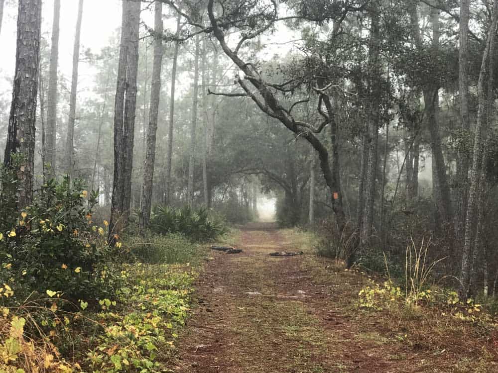 A foggy morning made for magical views along the trails of Lake Louisa State Park in Clermont. (Photo: Bonnie Gross)