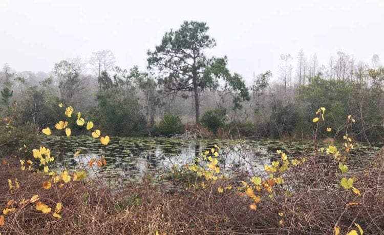 things to do in melbourne florida Lake Louisa pod Outdoor adventures near Orlando theme parks: See the real Florida when visiting Disney 