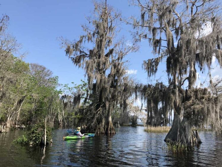 Blue Cypress Lake, 22 miles west of Vero Beach near Yeehaw Junction, is a spectacular place to kayak. (Photo: Bonnie Gross)