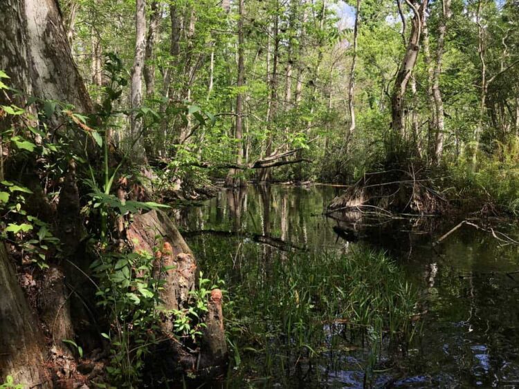 Along the shore of Blue Cypress Lake, we found the entrance to Blue Cypress River. (Photo: Bonnie Gross
