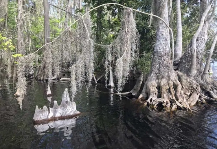 Blue Cypress Lake is ringed by magnificent bald cypress trees. (Photo: Bonnie Gross)