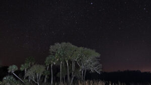Night sky at Kissimmee Prairie Preserve.