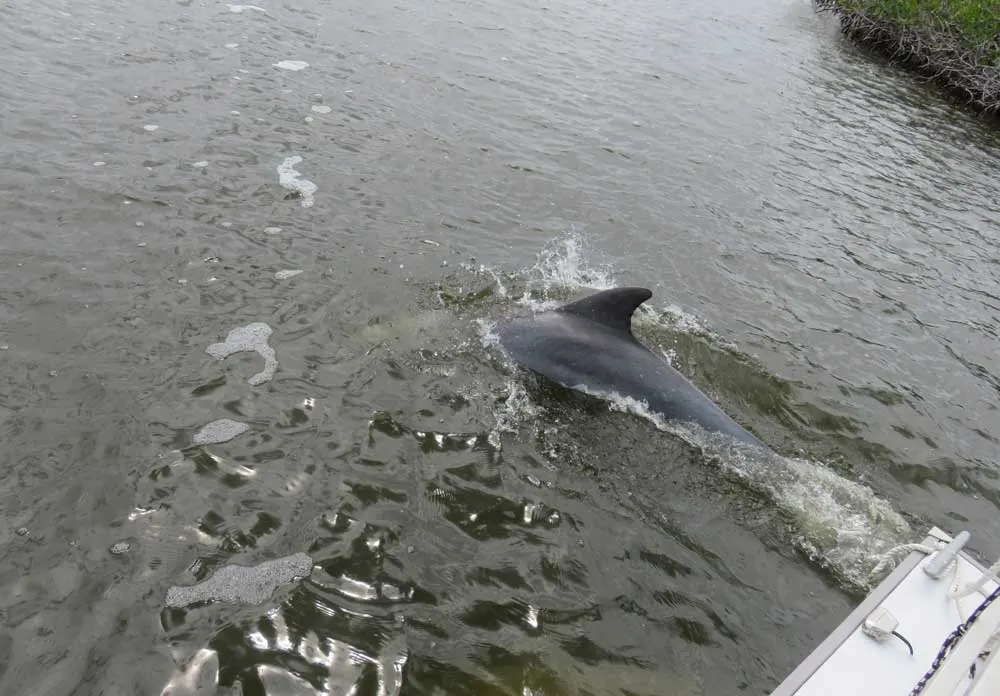 A dolphin swims along side our houseboat in Everglades National Park (Photo: Bonnie Gross)