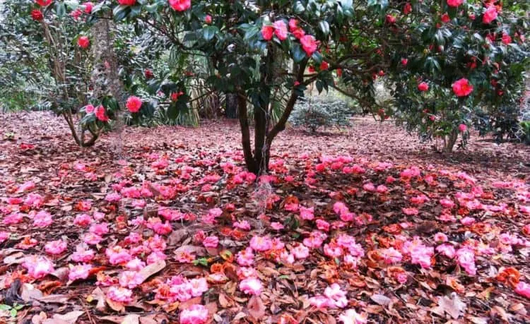 Nature parks in Orlando: Camelias blanket the ground during spring at Leu Gardens in Orlando. (Photo: Bonnie Gross)