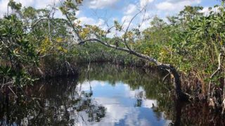 The view along Everglades National Park Hell’s Bay Kayak Trail. (Photo: Bonnie Gross)