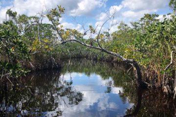 The view along Everglades National Park Hell’s Bay Kayak Trail. (Photo: Bonnie Gross)